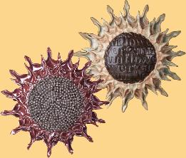 Ginormous Sunflowers by Cheryl English